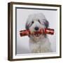 Dog with Cracker in Mouth-null-Framed Photographic Print