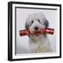 Dog with Cracker in Mouth-null-Framed Photographic Print