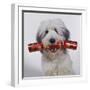 Dog with Cracker in Mouth-null-Framed Photographic Print