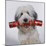 Dog with Cracker in Mouth-null-Mounted Photographic Print