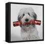 Dog with Cracker-null-Framed Stretched Canvas