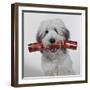 Dog with Cracker-null-Framed Photographic Print