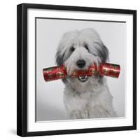 Dog with Cracker-null-Framed Photographic Print