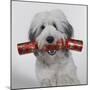 Dog with Cracker-null-Mounted Photographic Print