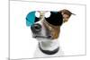 Dog With Funny Shades-Javier Brosch-Mounted Photographic Print