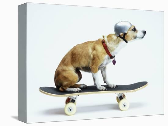 Dog with Helmet Skateboarding-Chris Rogers-Stretched Canvas