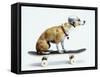 Dog with Helmet Skateboarding-Chris Rogers-Framed Stretched Canvas