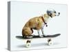 Dog with Helmet Skateboarding-Chris Rogers-Stretched Canvas