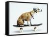 Dog with Helmet Skateboarding-Chris Rogers-Framed Stretched Canvas