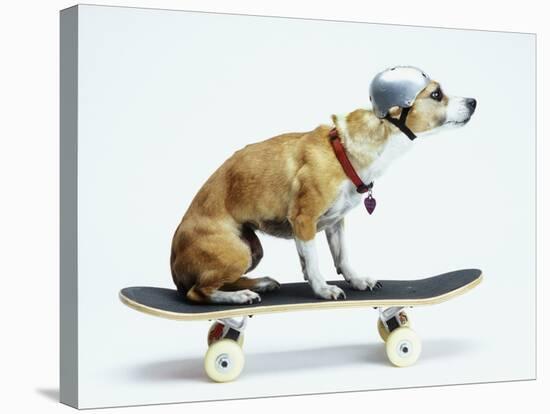 Dog with Helmet Skateboarding-Chris Rogers-Stretched Canvas