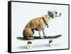 Dog with Helmet Skateboarding-Chris Rogers-Framed Stretched Canvas