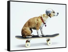 Dog with Helmet Skateboarding-Chris Rogers-Framed Stretched Canvas