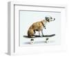 Dog with Helmet Skateboarding-Chris Rogers-Framed Premium Photographic Print