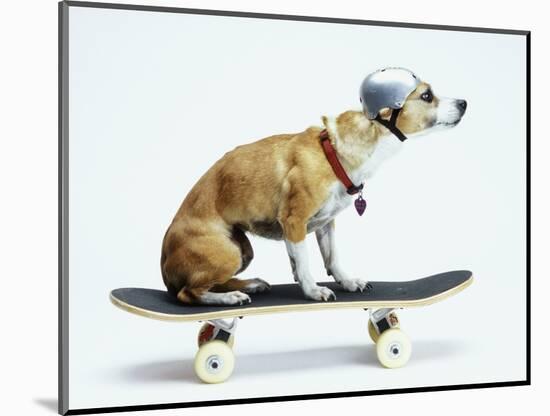 Dog with Helmet Skateboarding-Chris Rogers-Mounted Premium Photographic Print