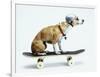 Dog with Helmet Skateboarding-Chris Rogers-Framed Premium Photographic Print