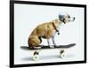 Dog with Helmet Skateboarding-Chris Rogers-Framed Premium Photographic Print