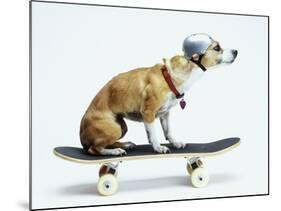 Dog with Helmet Skateboarding-Chris Rogers-Mounted Photographic Print