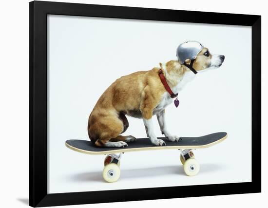 Dog with Helmet Skateboarding-Chris Rogers-Framed Photographic Print