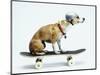 Dog with Helmet Skateboarding-Chris Rogers-Mounted Photographic Print
