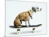 Dog with Helmet Skateboarding-Chris Rogers-Mounted Photographic Print