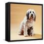 Dog with Kitten Sitting Between Dogs Legs-null-Framed Stretched Canvas