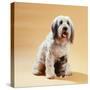 Dog with Kitten Sitting Between Dogs Legs-null-Stretched Canvas