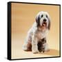 Dog with Kitten Sitting Between Dogs Legs-null-Framed Stretched Canvas