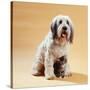 Dog with Kitten Sitting Between Dogs Legs-null-Stretched Canvas