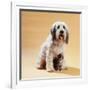 Dog with Kitten Sitting Between Dogs Legs-null-Framed Photographic Print