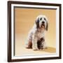 Dog with Kitten Sitting Between Dogs Legs-null-Framed Photographic Print