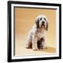 Dog with Kitten Sitting Between Dogs Legs-null-Framed Photographic Print