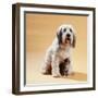 Dog with Kitten Sitting Between Dogs Legs-null-Framed Photographic Print