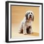 Dog with Kitten Sitting Between Dogs Legs-null-Framed Photographic Print