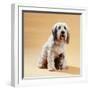 Dog with Kitten Sitting Between Dogs Legs-null-Framed Photographic Print