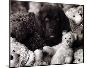 Dog with Teddies-null-Mounted Poster