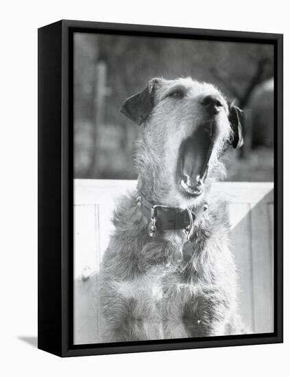 Dog Yawning-Bettmann-Framed Stretched Canvas