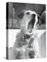 Dog Yawning-Bettmann-Stretched Canvas