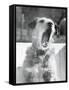 Dog Yawning-Bettmann-Framed Stretched Canvas