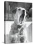 Dog Yawning-Bettmann-Stretched Canvas