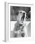 Dog Yawning-Bettmann-Framed Photographic Print