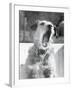 Dog Yawning-Bettmann-Framed Photographic Print