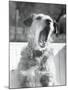 Dog Yawning-Bettmann-Mounted Photographic Print