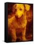 Dog-Andre Burian-Framed Stretched Canvas