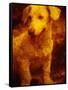 Dog-Andre Burian-Framed Stretched Canvas