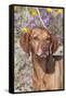 Dog-Lynn M^ Stone-Framed Stretched Canvas