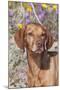 Dog-Lynn M^ Stone-Mounted Premium Photographic Print