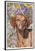 Dog-Lynn M^ Stone-Framed Premium Photographic Print