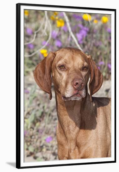 Dog-Lynn M^ Stone-Framed Premium Photographic Print