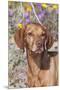 Dog-Lynn M^ Stone-Mounted Premium Photographic Print