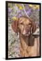 Dog-Lynn M^ Stone-Framed Premium Photographic Print